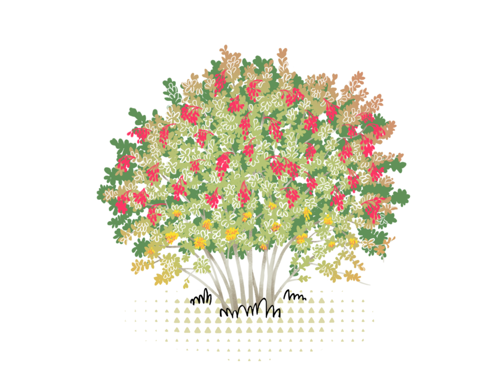 Barberry - WOWnature