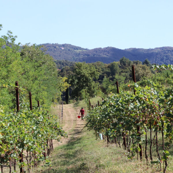 gallery-bosco-delle-vigne-2