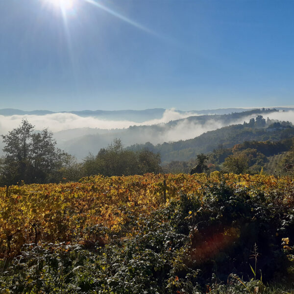 gallery-bosco-delle-vigne-4