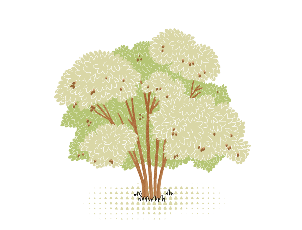 Hazelnut tree WOWnature