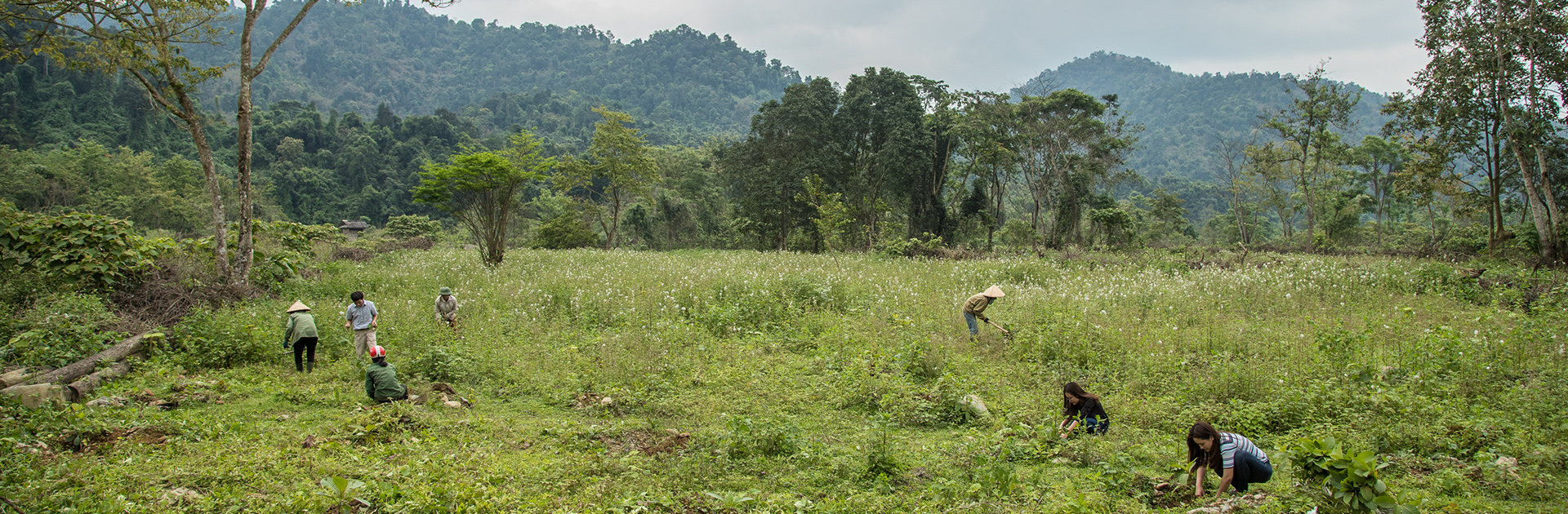 Impianto nuovi alberi in Vietnam con WOWnature nella Foresta della Salute