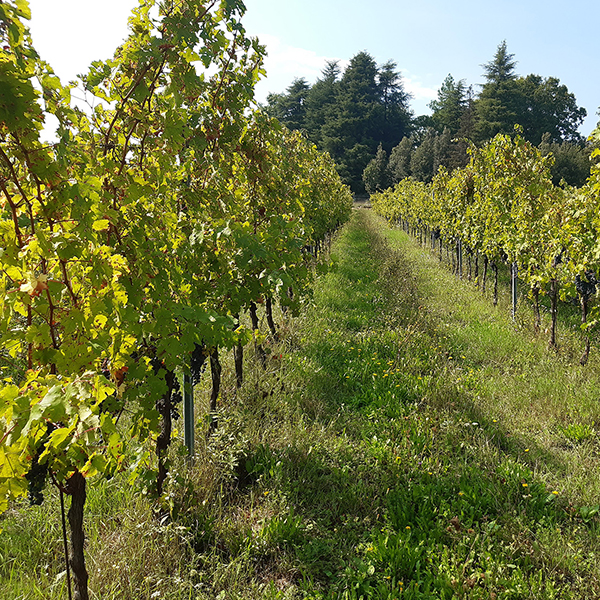 For the past few years, Berardo, an agronomist and farmer, has been taking care of a corner of these beautiful Berici Mountains: the Bosco delle Vigne. In this area, just a few bike rides away from the center of the city of Vicenza, there is room for vines and numerous other plant species, both arboreal - oak, manna ash, white and black hornbeam, dogwood, elm, cedar, chestnut, locust, yew mulberry and sycamore maple - as well as shrubs such as butcher's broom, rapini, wild thyme, wild asparagus, mint, bramble, bear garlic, chives, wild strawberries, spincervine, hawthorn and dogwood, as well as bees and a large number of other insects, birds and animals.