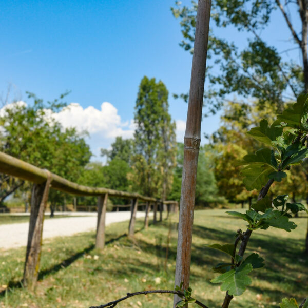 Parco dell'Amicizia - Tezze sul Brenta (VI)