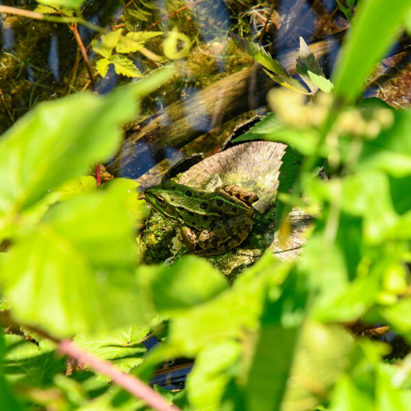 gallery_lebasse6