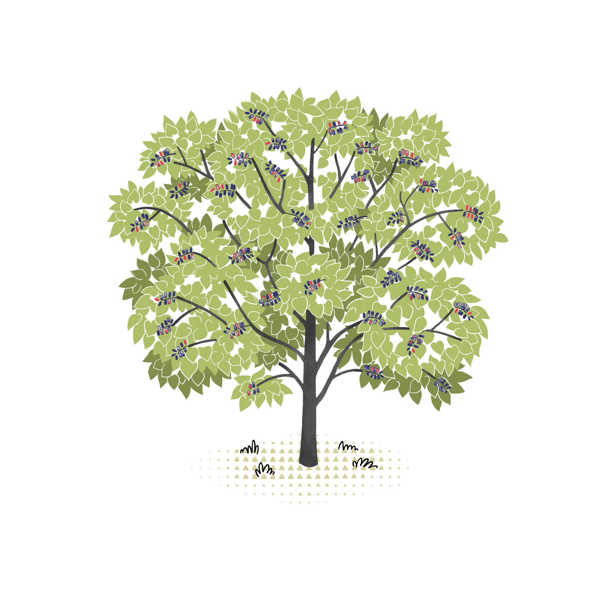 Mulberry wownature
