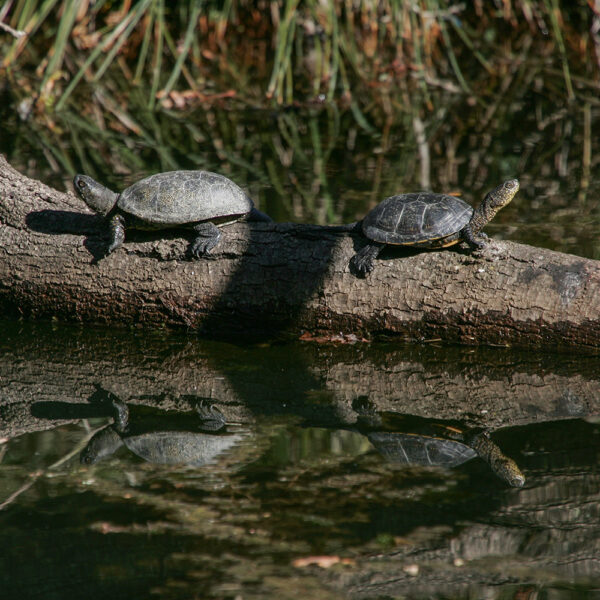 gallery_parcoticino3