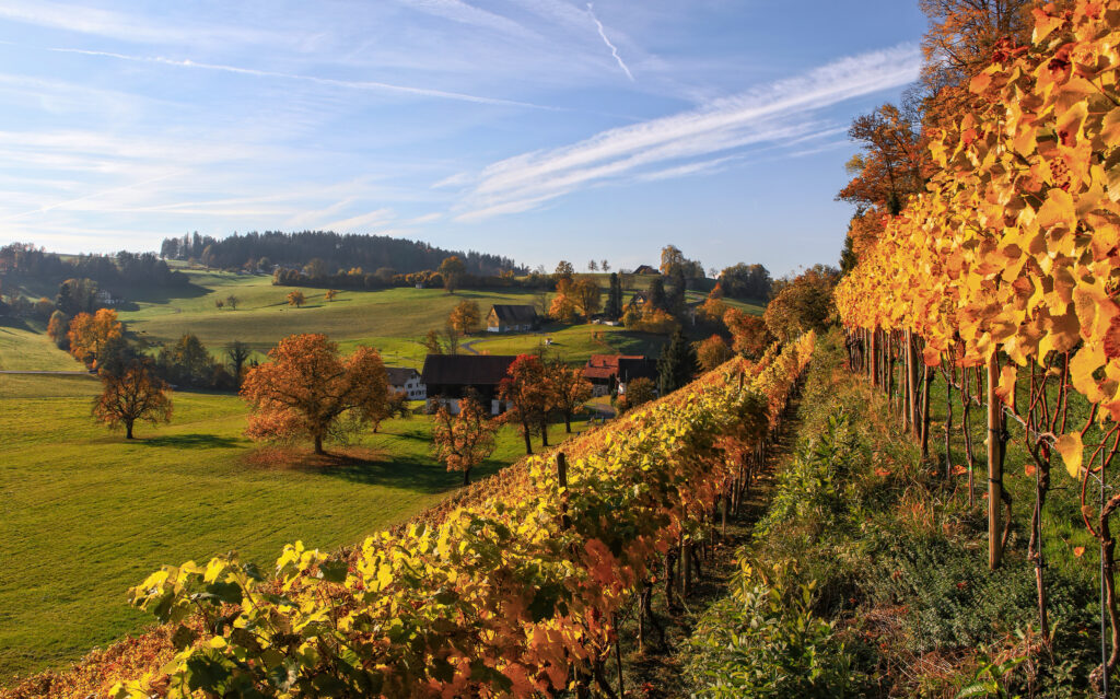 foglie autunno