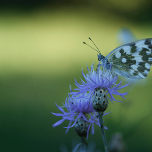 WOWnature Lombardia (1)