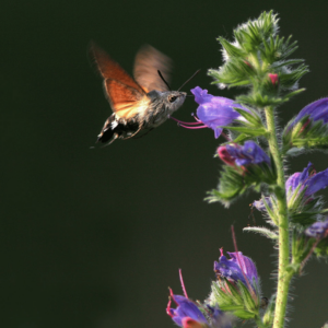 WOWnature Lombardia (9)