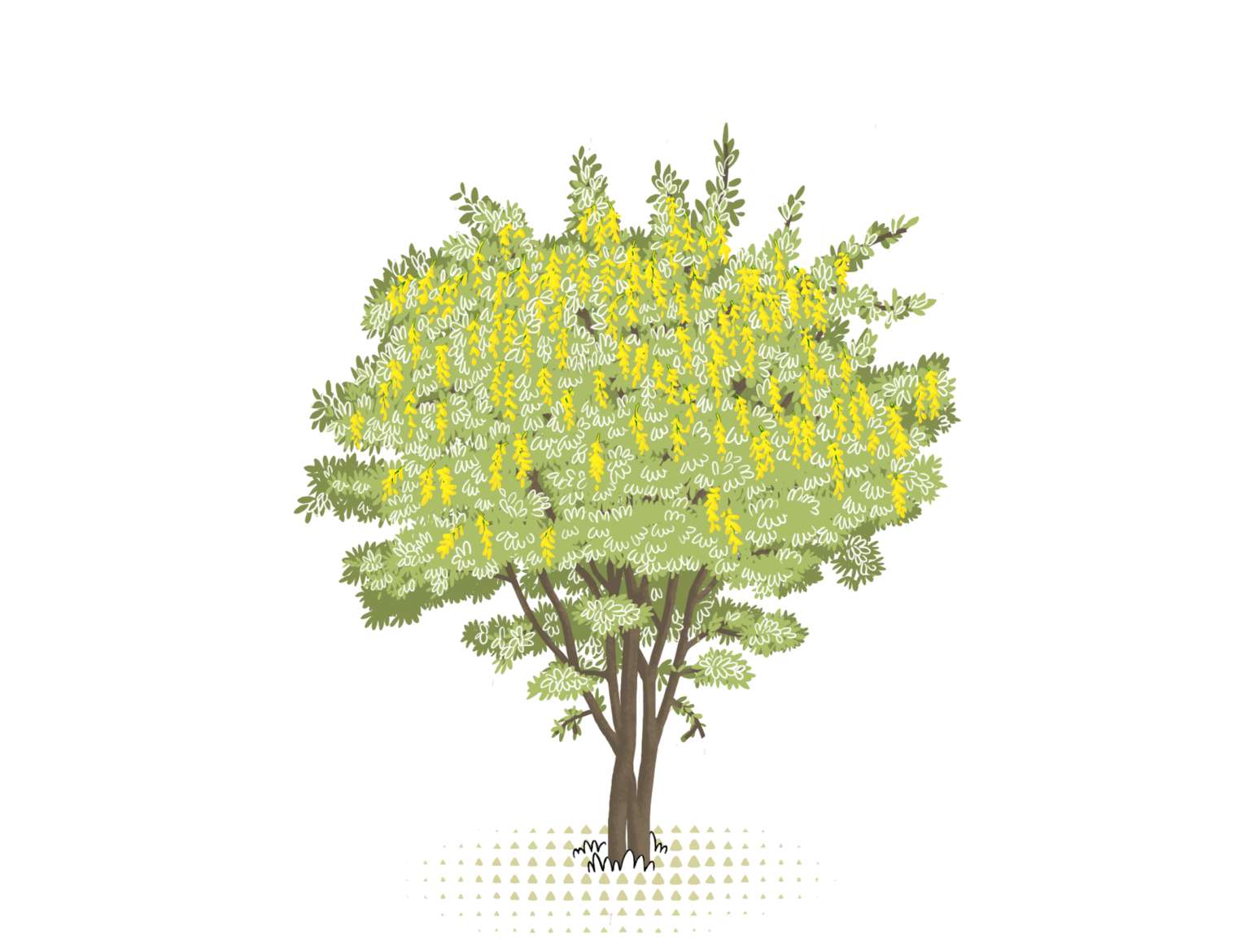 Alpine Laburnum WOWnature alpine-laburnum-wownature