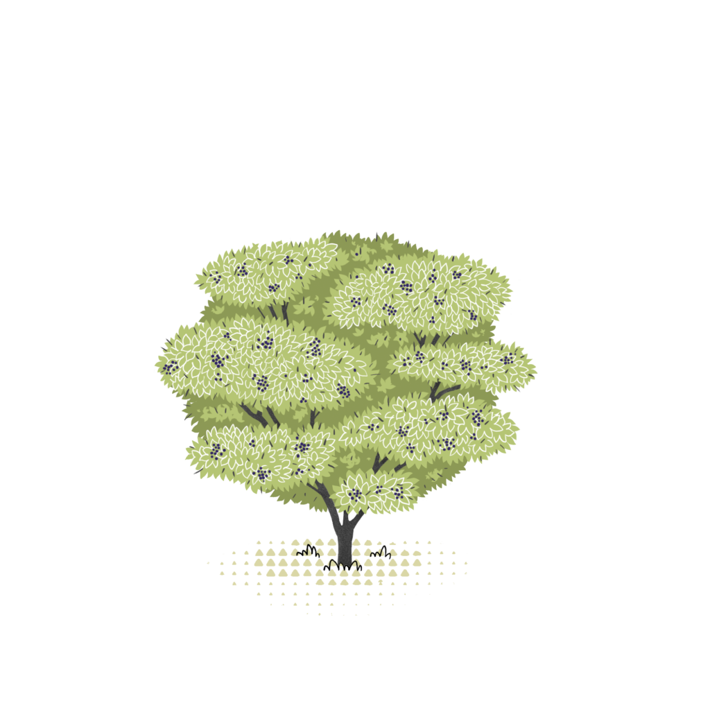 Buckthorn
