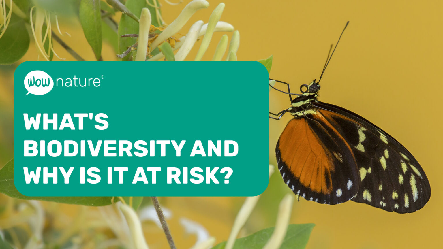 What is biodiversity? WOWnature