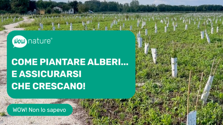 Copertina articolo Come piantare gli alberi...e assicurarsi che crescano