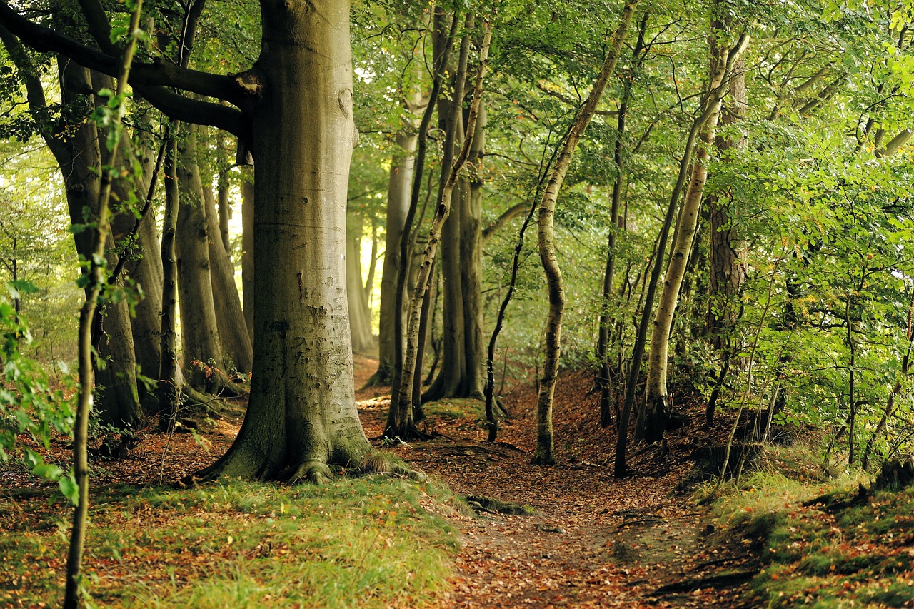 Foresta di faggi