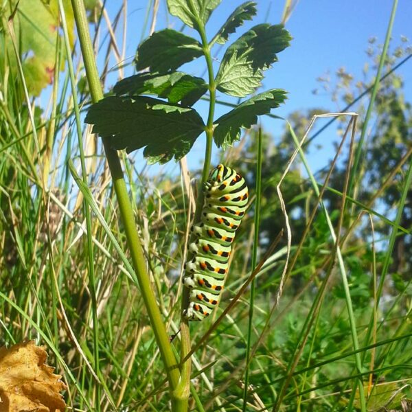 gallery_mezzaluna-biodiversita2