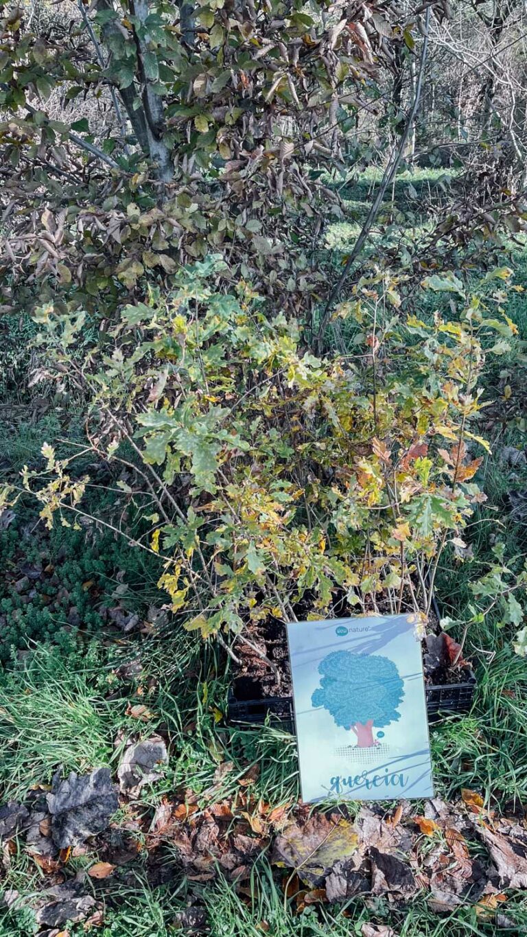 WOWnature_Bosco Limite_16.11.24-3