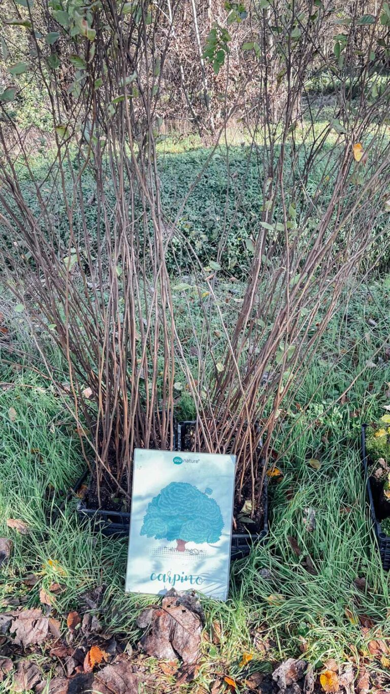 WOWnature_Bosco Limite_16.11.24-4