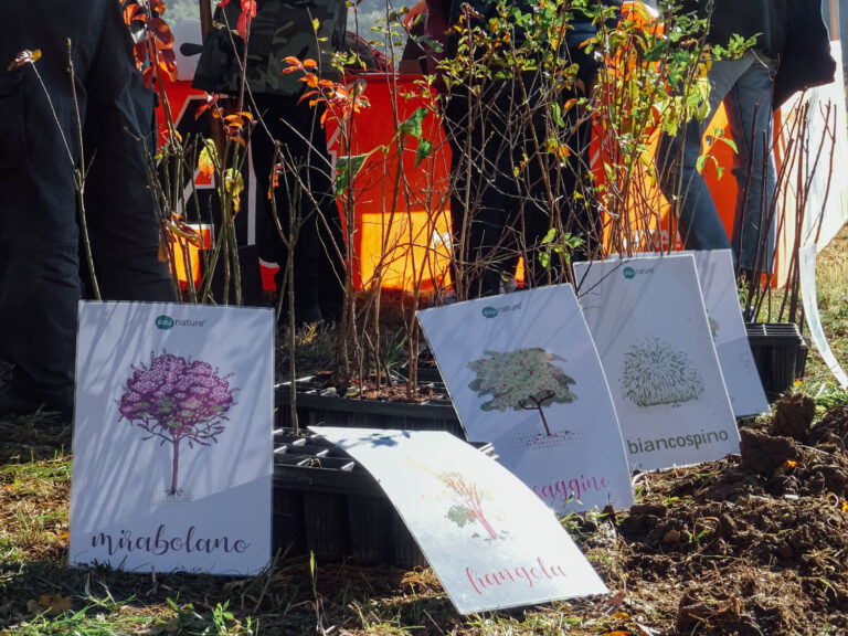 Evento di impianto alberi WOWnature a Bosco del Quarelo, Novembre 2024