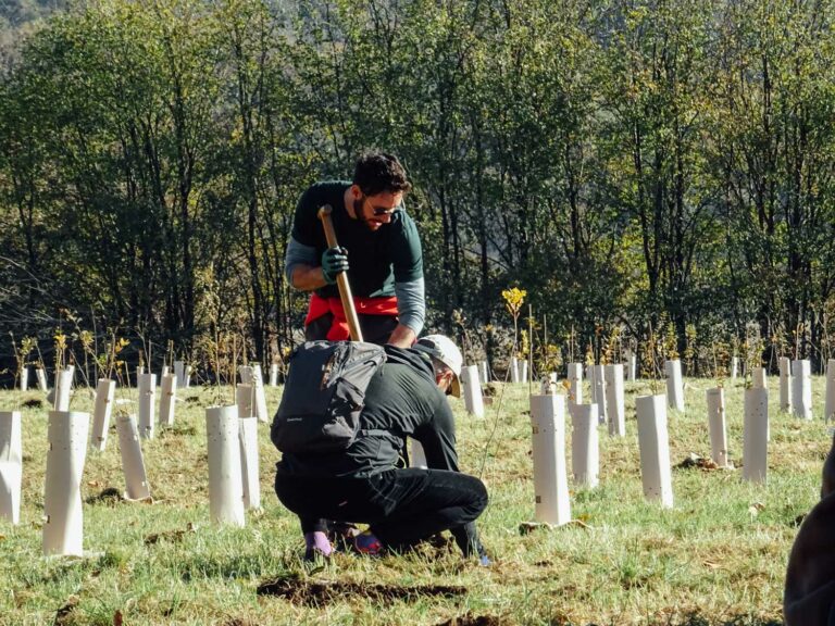 Evento di impianto alberi WOWnature a Bosco del Quarelo, Novembre 2024