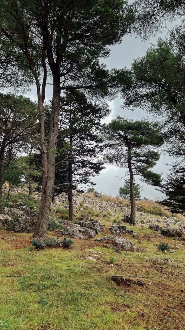 Evento WOWnature di impianto alberi a Bosco Sette Cieli, novembre 2024