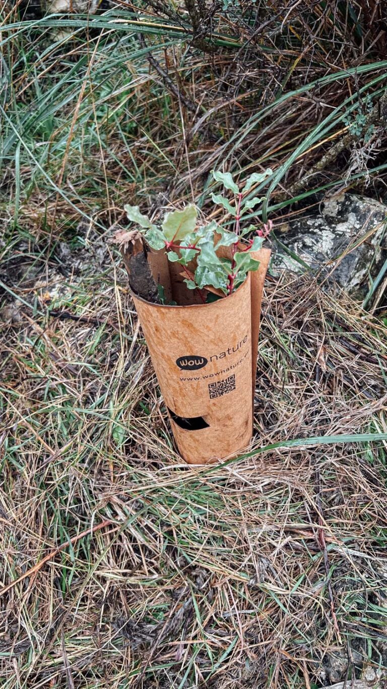 Evento di impianto alberi WOWnature a Bosco Sette Cieli, novembre 2024