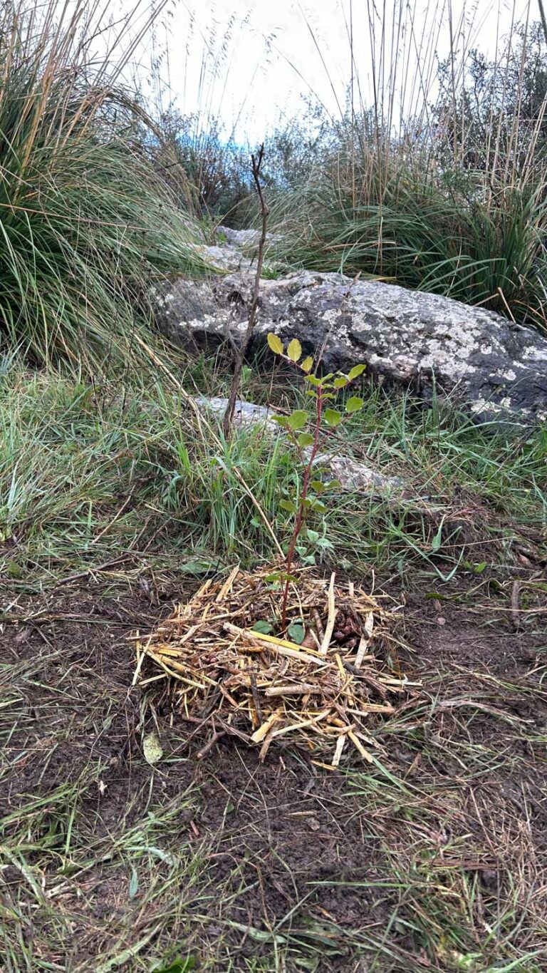 Evento di impianto alberi WOWnature a Bosco Sette Cieli, novembre 2024