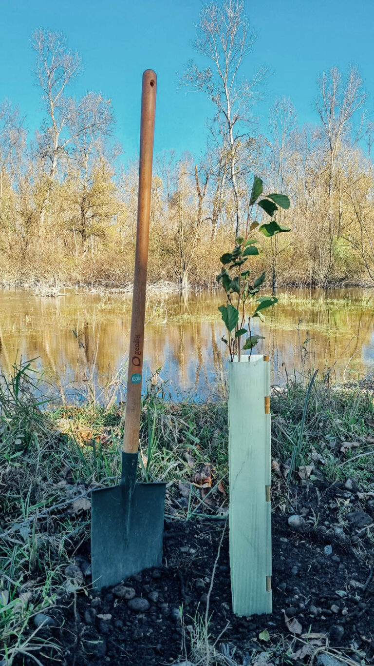 WOWnature tree-planting event at Oglio Nord Park, November 2024