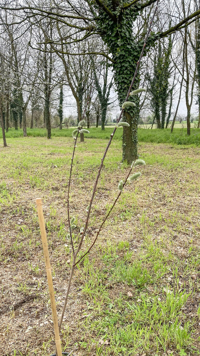 WOWnature tree-planting event at Parco del Serio, March 2025