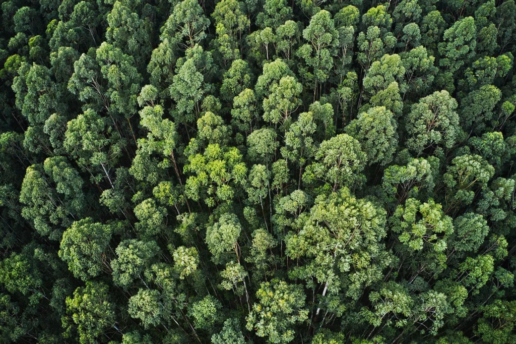 Foresta vista dall'alto