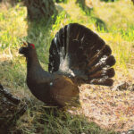 Parco Orobie Valtellinesi evento WOWnature