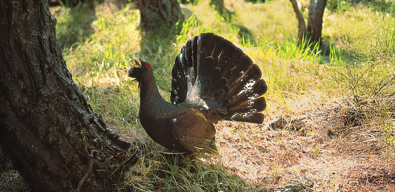 Parco Orobie Valtellinesi evento WOWnature