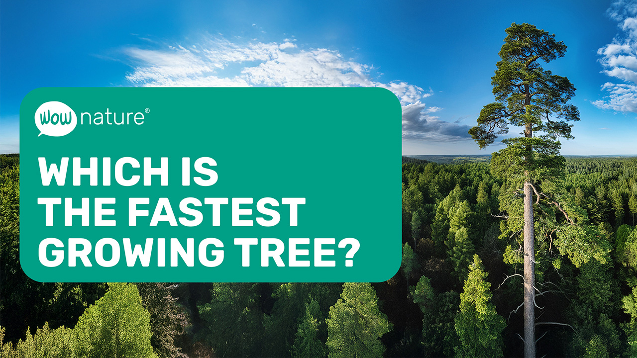 Which is the fastest growing tree?