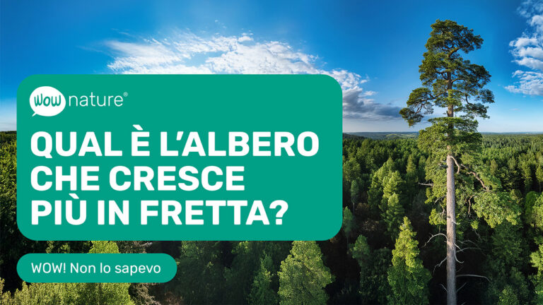 Qual è l'albero che cresce più in fretta
