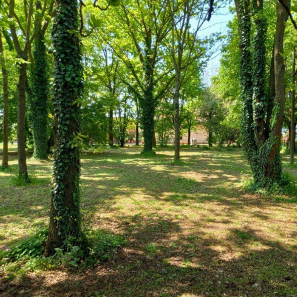 Bosco delle Origini WOWnature