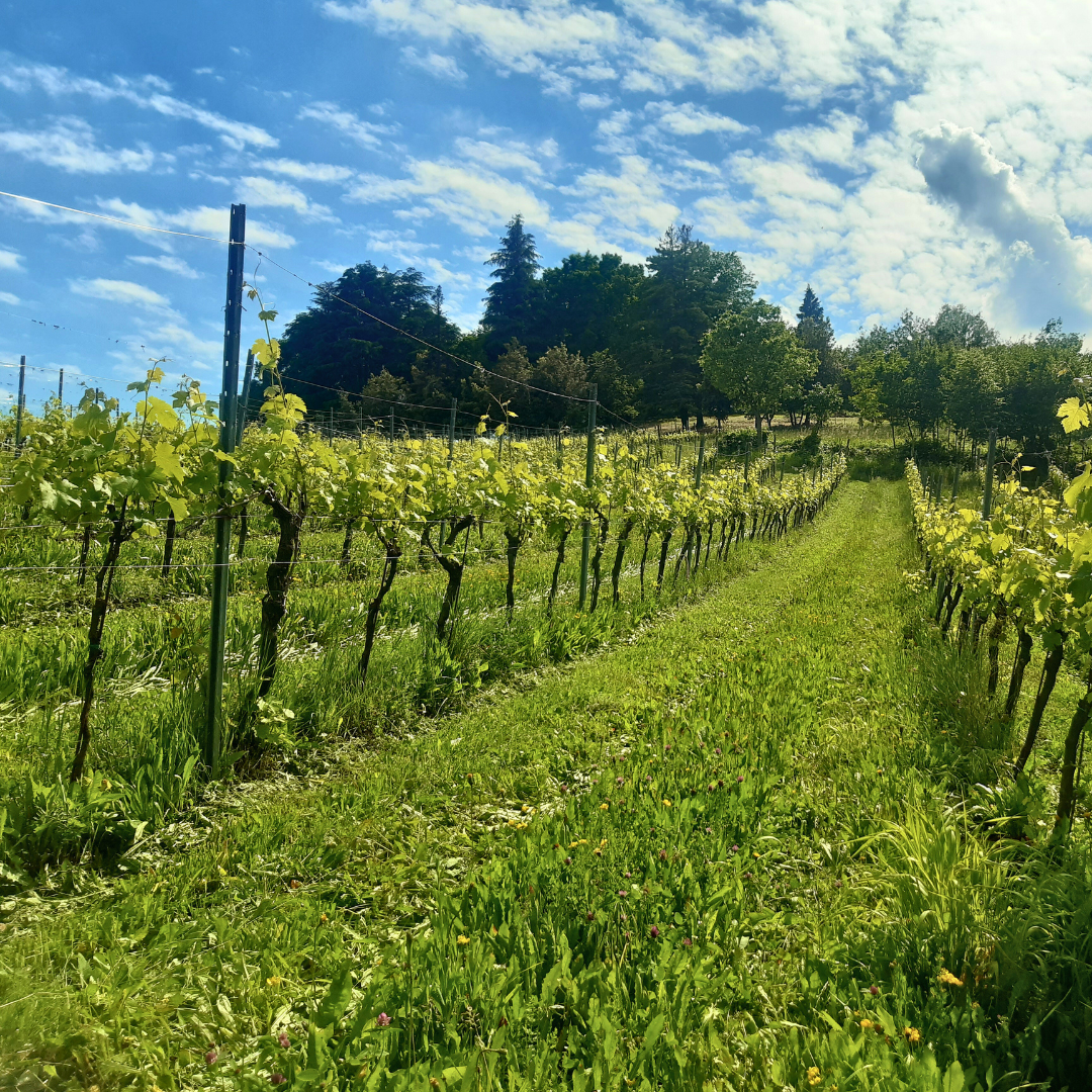 Vigna degli Aceri WOWnature