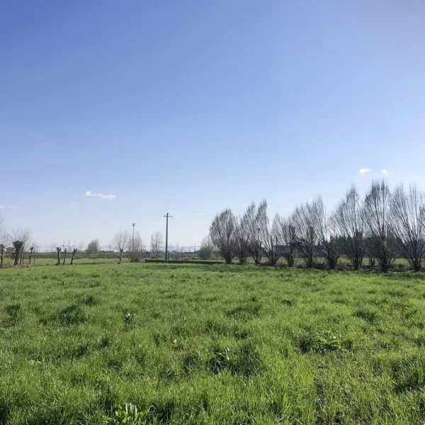 Bosco delle risorgive