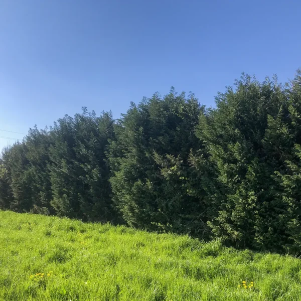 Bosco delle risorgive di WOWnature