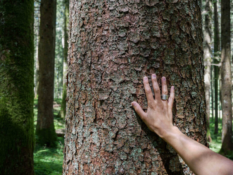 Perchè gli alberi sono importanti