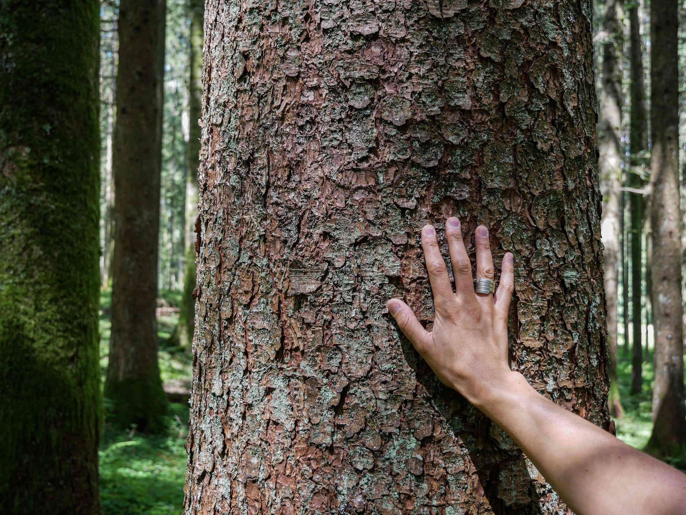 Perchè gli alberi sono importanti