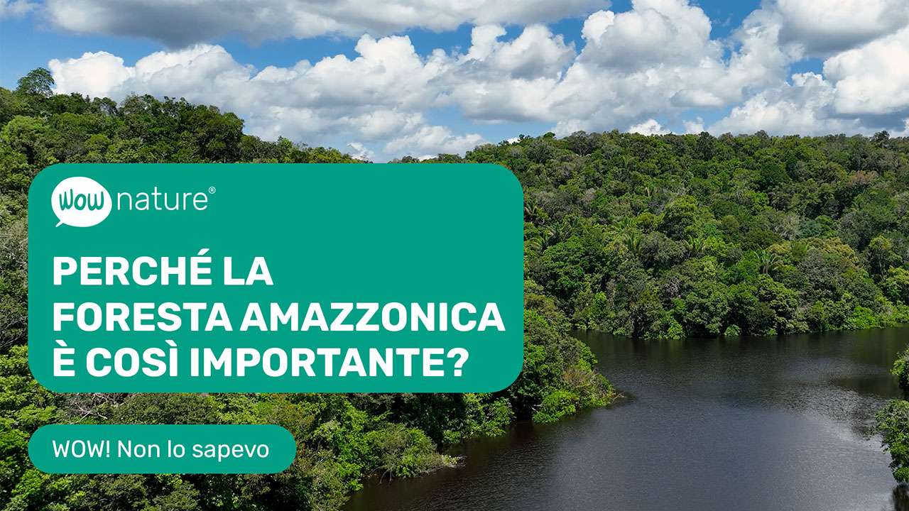Perchè la foresta amazzonica è così importante?
