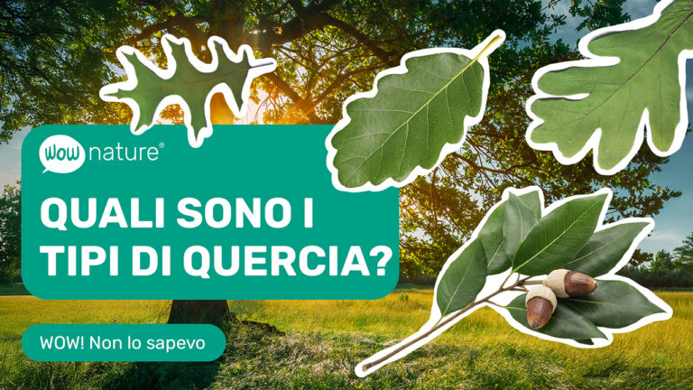 Quali sono i tipi di quercia?