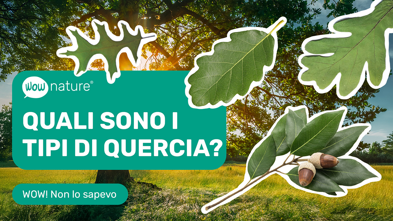 Quali sono i tipi di quercia?