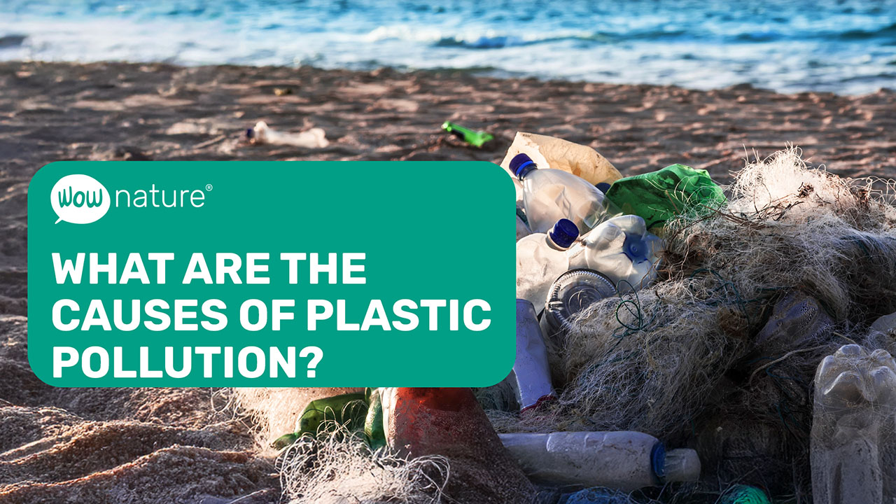 Plastic Pollution