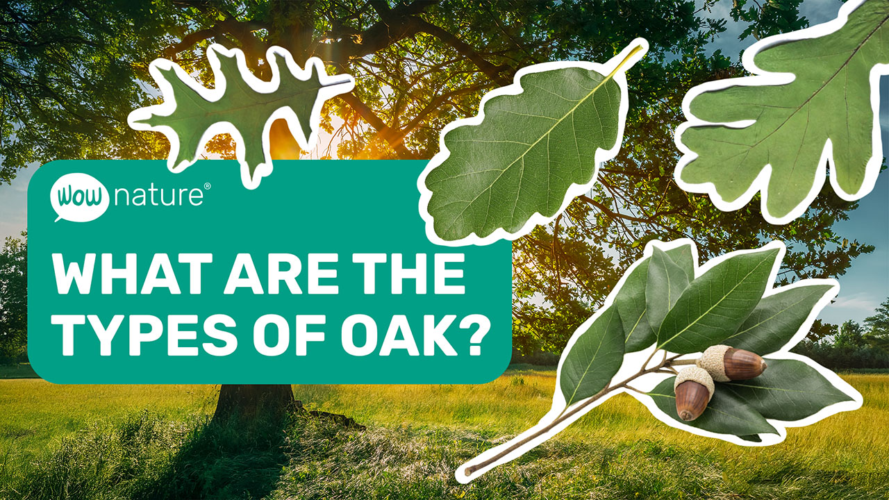 What are the types of oak?