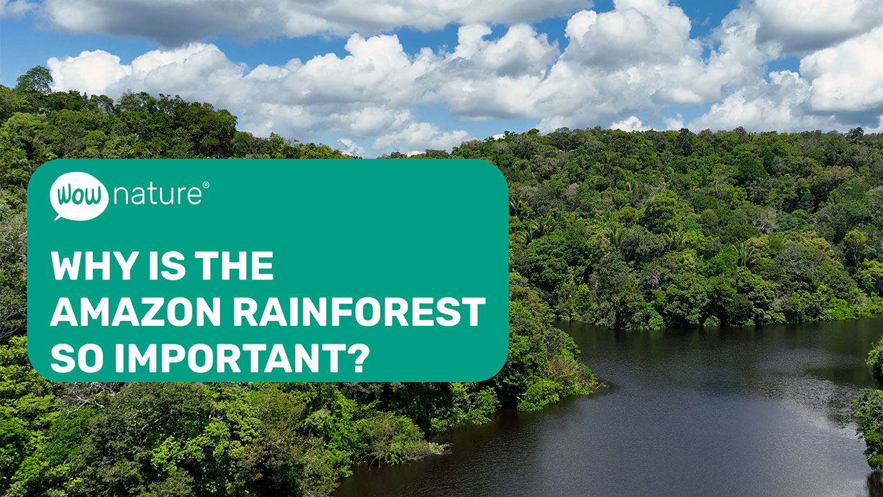 Why is the Amazon rainforest so important?