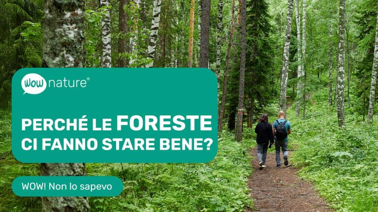 Perché le foreste ci fanno stare bene?