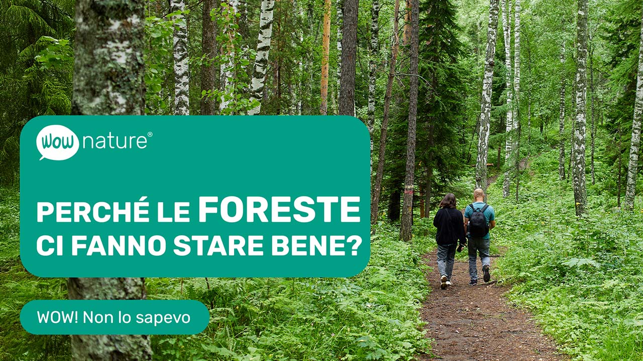 Perché le foreste ci fanno stare bene?