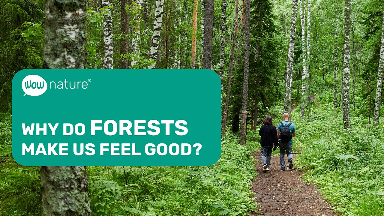 Why do forests make us feel good?