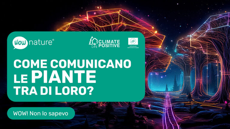 Come comunicano le piante tra di loro?