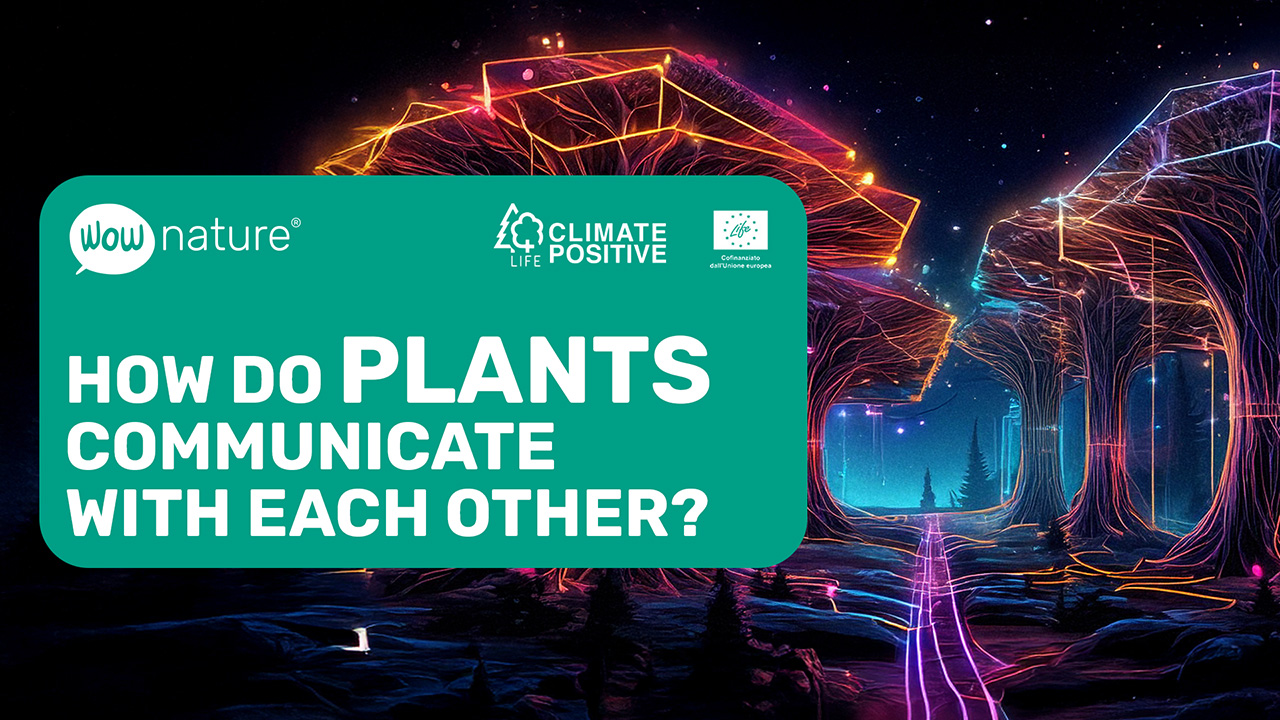 How do plants communicate with each other?
